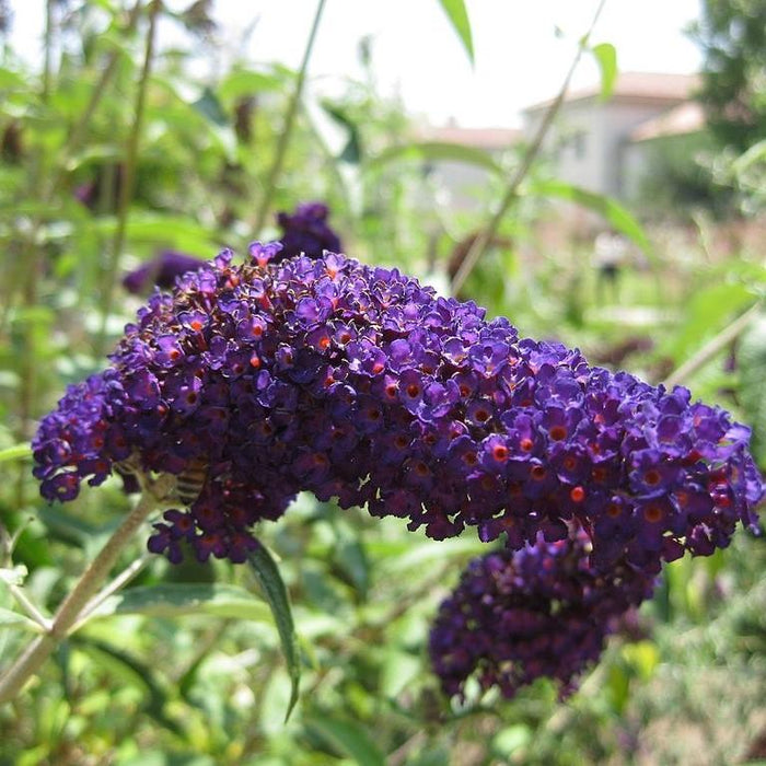 Butterfly Bush, Black Knight Butterfly Bush