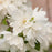 Mockorange, Snowbelle Mockorange