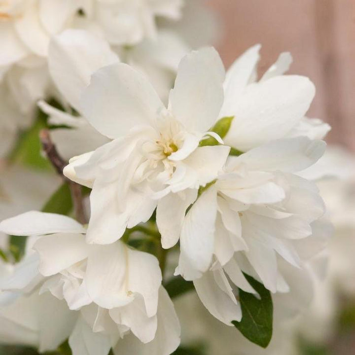 Mockorange, Snowbelle Mockorange