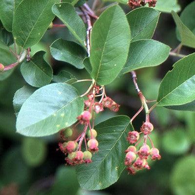 Serviceberry, Regent Serviceberry