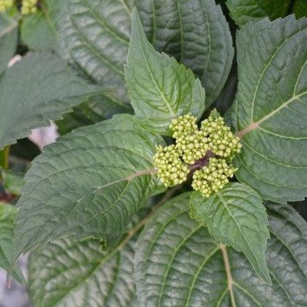 Hydrangea, Endless Summer® Pop Star® Macrophylla Hydrangea