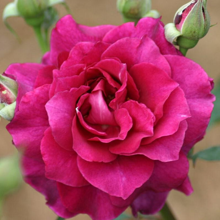 Rose, Intrigue Floribunda Rose