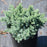 Juniper, Blue Star Juniper