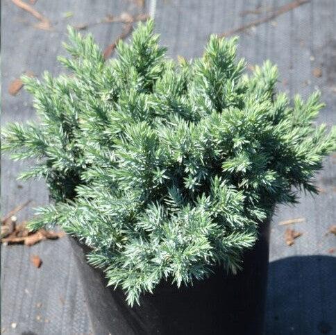 Juniper, Blue Star Juniper
