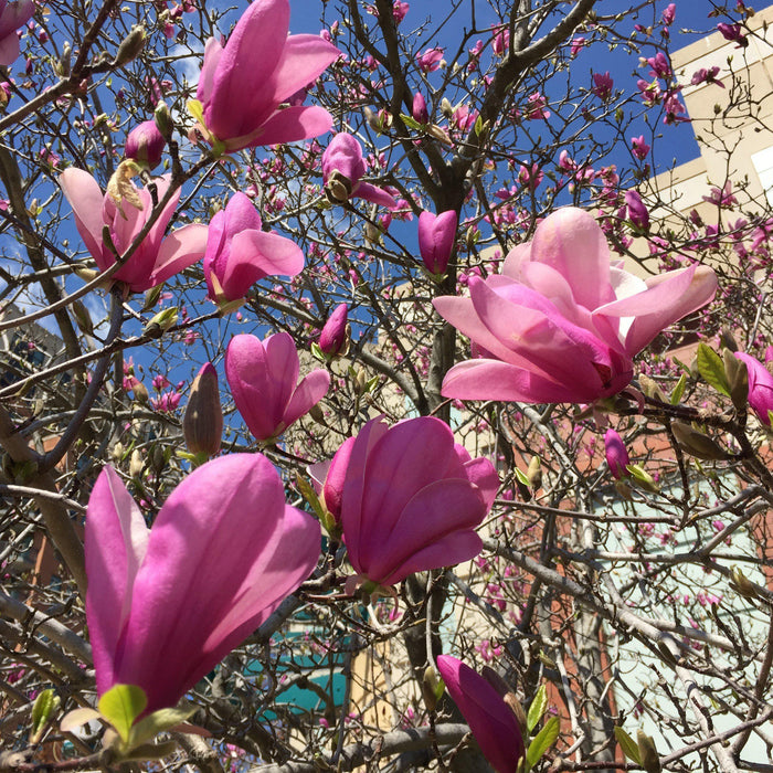 Magnolia, Ann Magnolia