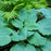 Hosta, PW® Shadowland® Diamond Lake Hosta
