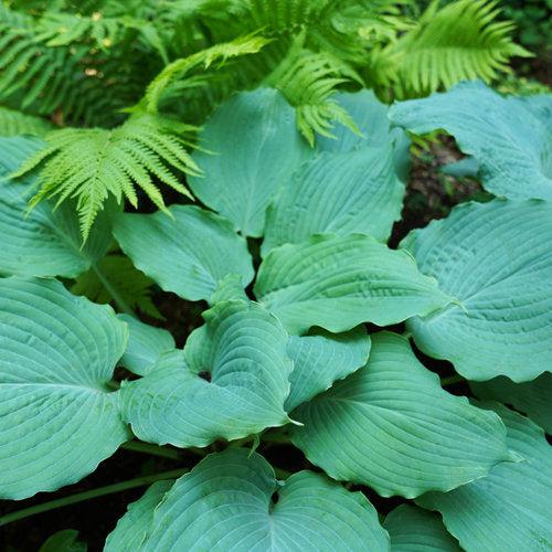Hosta, PW® Shadowland® Diamond Lake Hosta