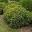 St. John's Wort, First Editions® Cobalt-n-Gold™ St. John's Wort
