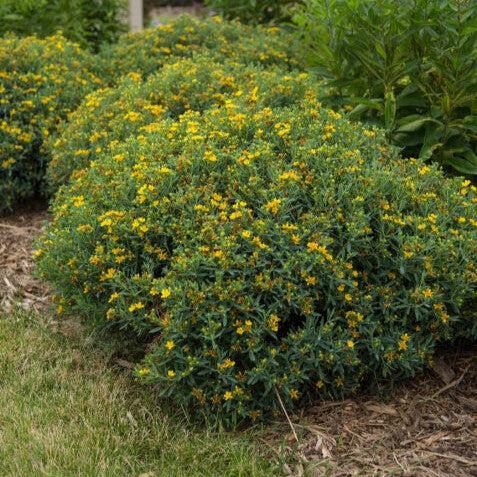 St. John's Wort, First Editions® Cobalt-n-Gold™ St. John's Wort