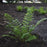 Fern, Eastern Wood Fern, Leatherwood Fern
