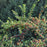 Cotoneaster, Cranberry Cotoneaster