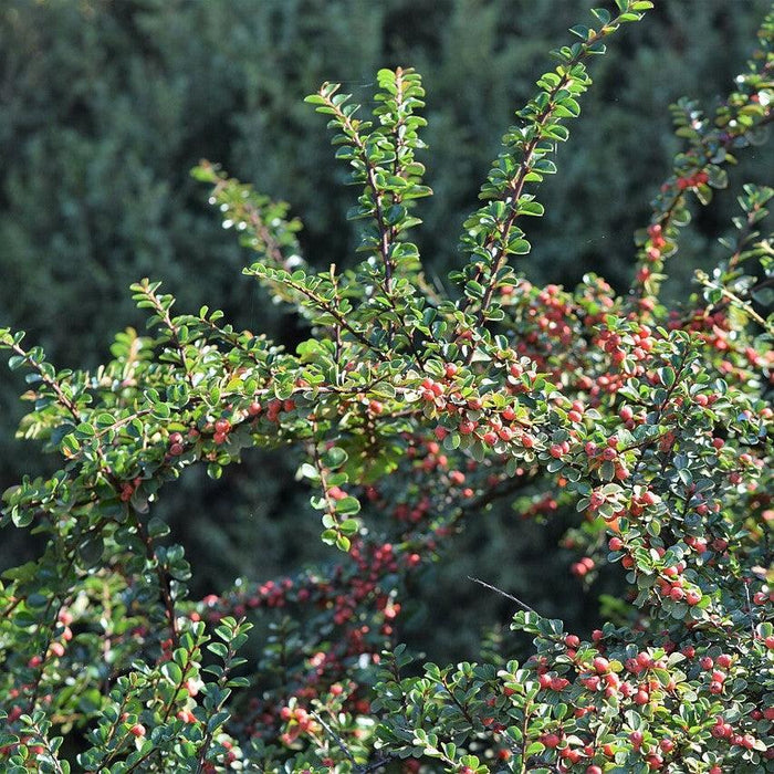 Cotoneaster, Cranberry Cotoneaster
