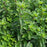 Oregano, Supreme Oregano