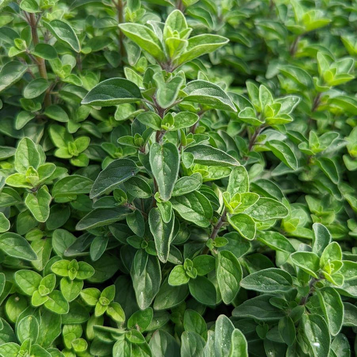 Oregano, Supreme Oregano