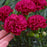 Dianthus, PW® Fruit Punch® Cranberry Cocktail Dianthus