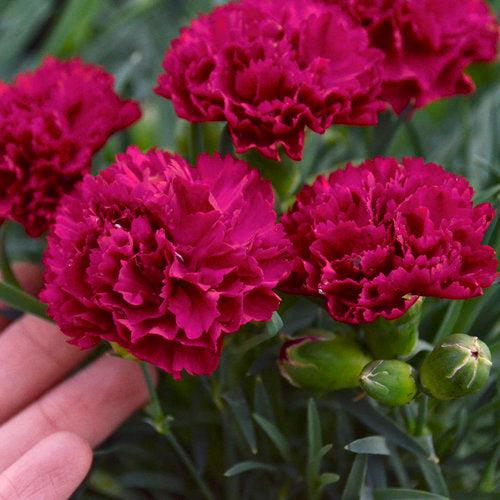 Dianthus, PW® Fruit Punch® Cranberry Cocktail Dianthus