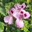 Oakleaf Geranium