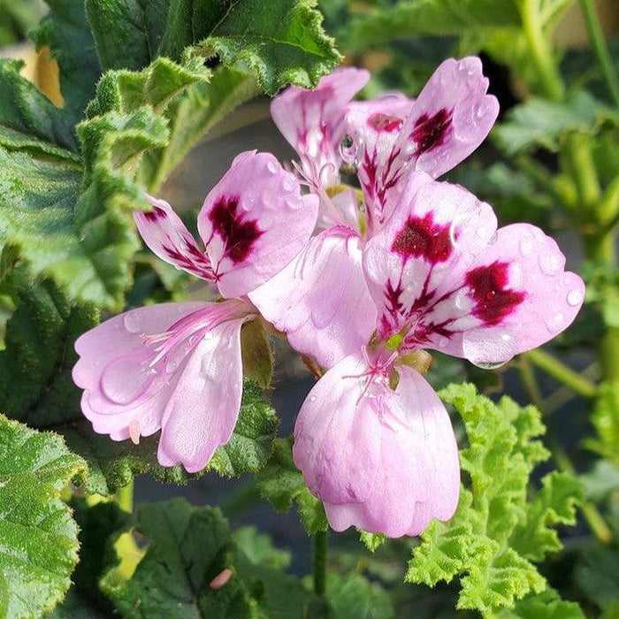 Oakleaf Geranium