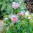 Rose, The Wedgwood Climbing Rose
