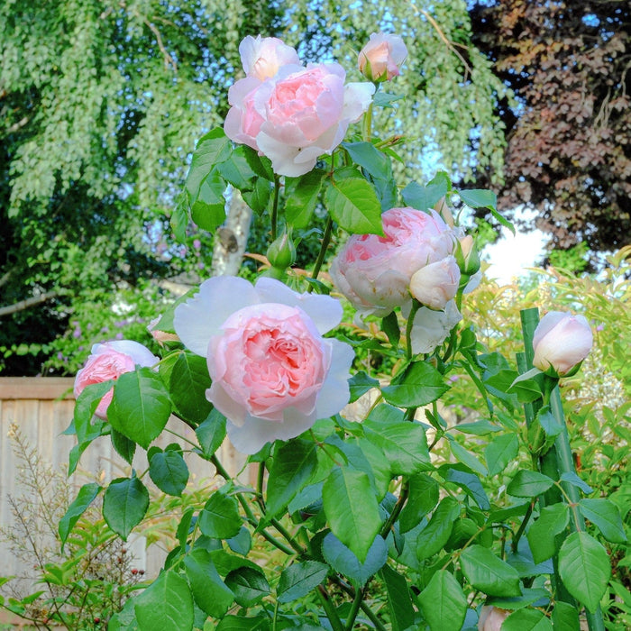 Rose, The Wedgwood Climbing Rose