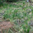 Sedge, Tussock Sedge