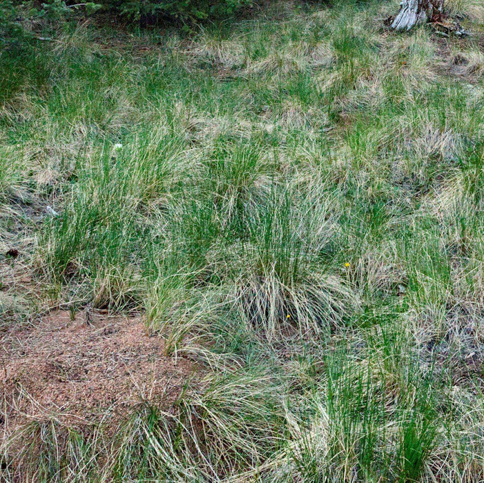Sedge, Tussock Sedge