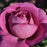 Rose, Plum Perfect
