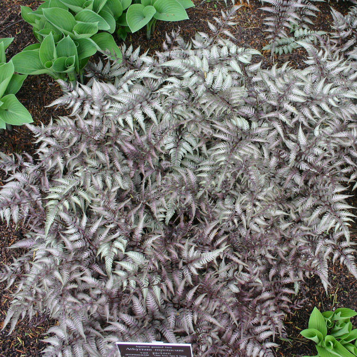 Fern, Japanese Painted Fern