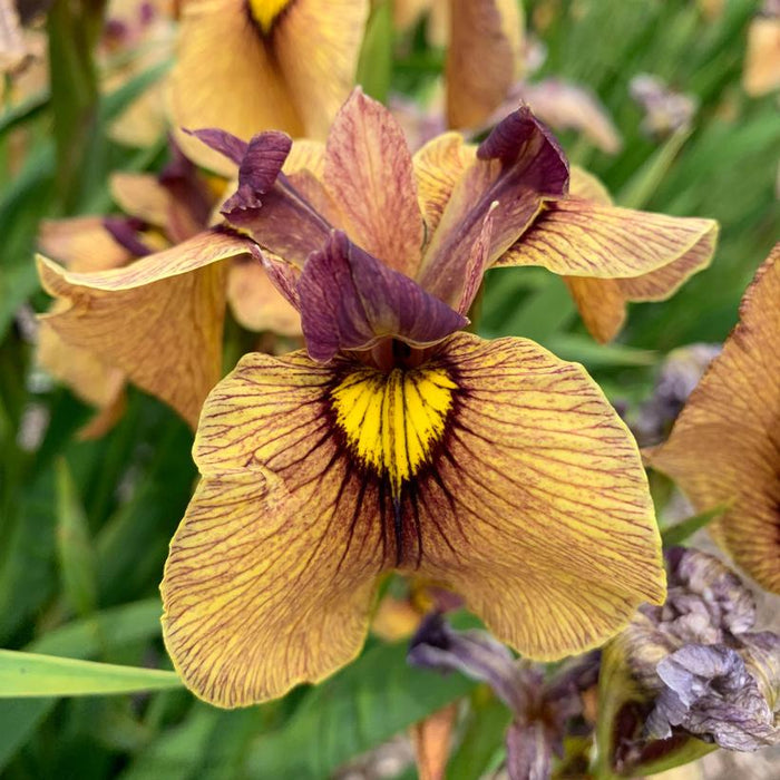 Iris, Yarai Pseudata Iris
