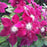 Clematis, Rebecca™ Clematis