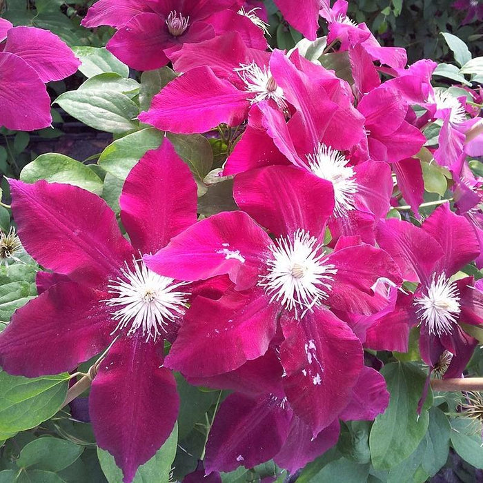 Clematis, Rebecca™ Clematis