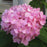 Hydrangea, Endless Summer® The Original Macrophylla Hydrangea