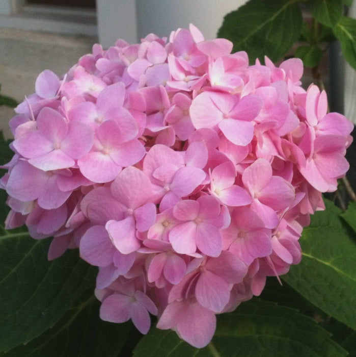 Hydrangea, Endless Summer® The Original Macrophylla Hydrangea