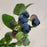 Blueberry, Earliblue Highbush Blueberry