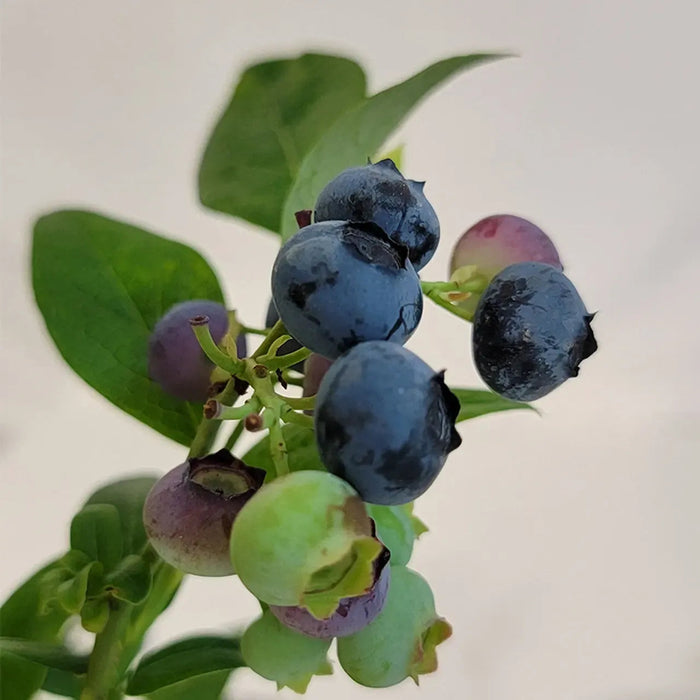 Blueberry, Earliblue Highbush Blueberry