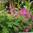 Cranesbill, Bevan's Variety Bigroot Cranesbill