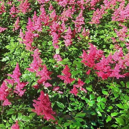Astilbe, Vision in Red Chinese Astilbe