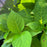 Hydrangea, Endless Summer® The Original Macrophylla Hydrangea