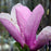 Magnolia, Saucer 'Jane' Magnolia