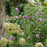Hibiscus, Dark Lavender Chiffon® Rose of Sharon