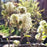 Fothergilla, Blue Shadow Fothergilla