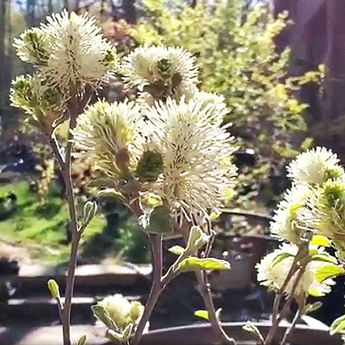 Fothergilla, Blue Shadow Fothergilla
