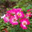 Rose, Pink Drift® Rose