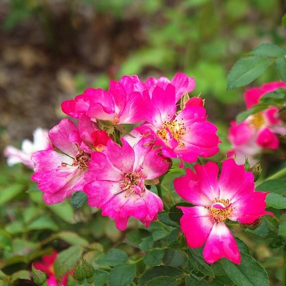 Rose, Pink Drift® Rose
