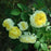 Rose, The Pilgrim® Rose