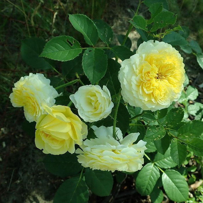 Rose, The Pilgrim® Rose