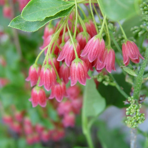 Enkianthus, Showy Lanterns Enkianthus