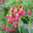 Enkianthus, Showy Lanterns Enkianthus
