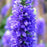 Speedwell, Royal Candles Veronica