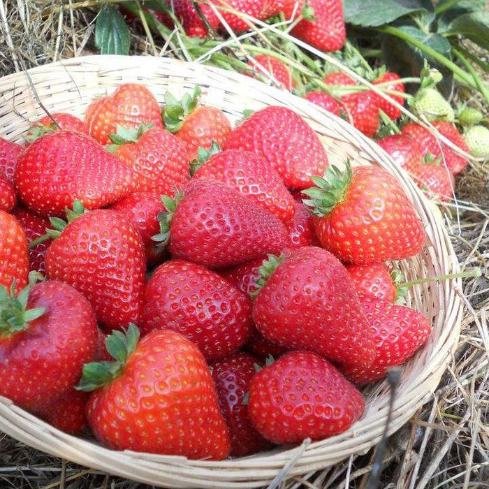 Strawberry, Sweet Kiss™ Strawberry